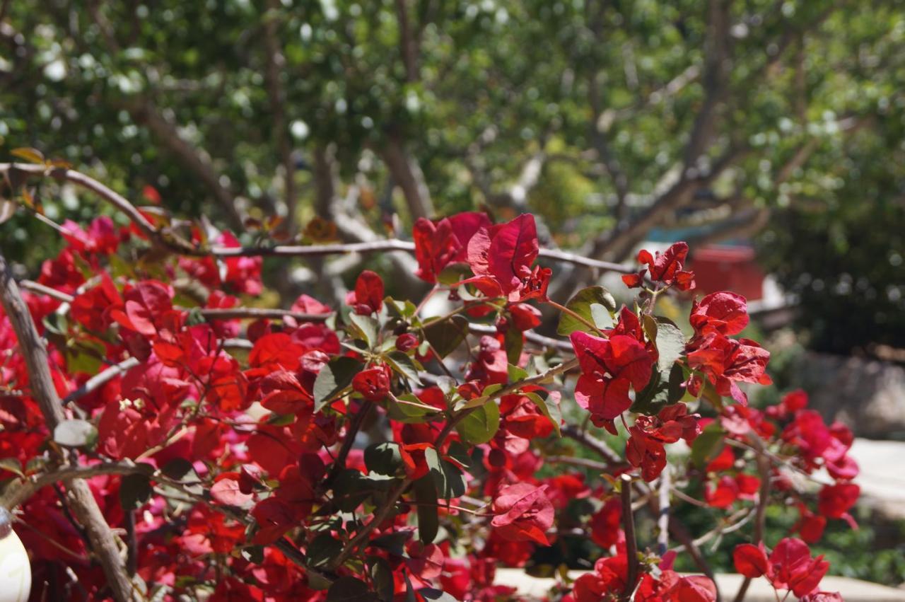 Les Jardins De Santa Giulia - Charmante Chambre D'Hote 2 Порто-Веккіо Екстер'єр фото